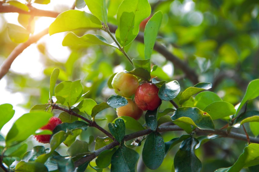 Kde roste acerola?